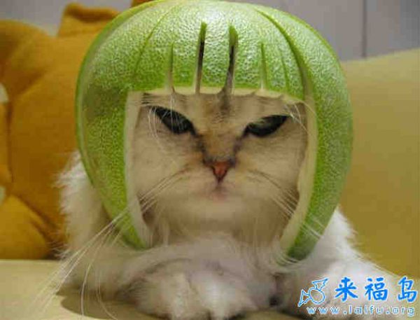 Japoński kot kamikadze