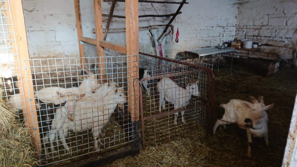 Nielegalna hodowla i ubój kóz