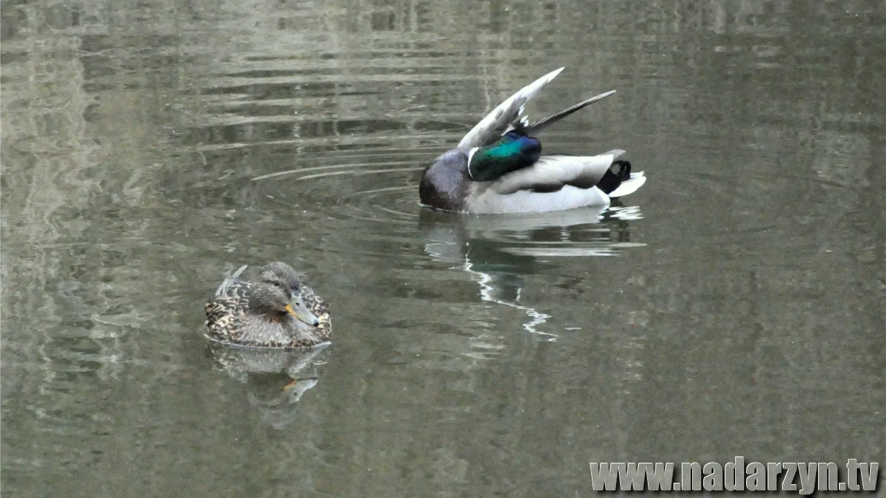 Zdjęcie 13