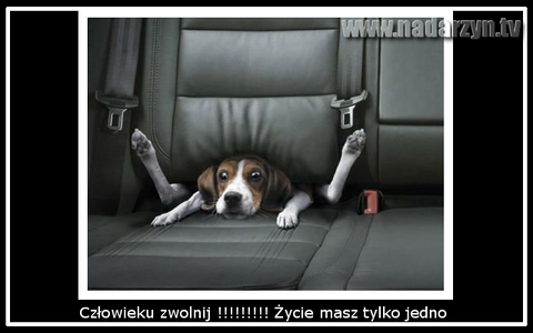 Człowieku zwolnij ! Życie masz tylko jedno