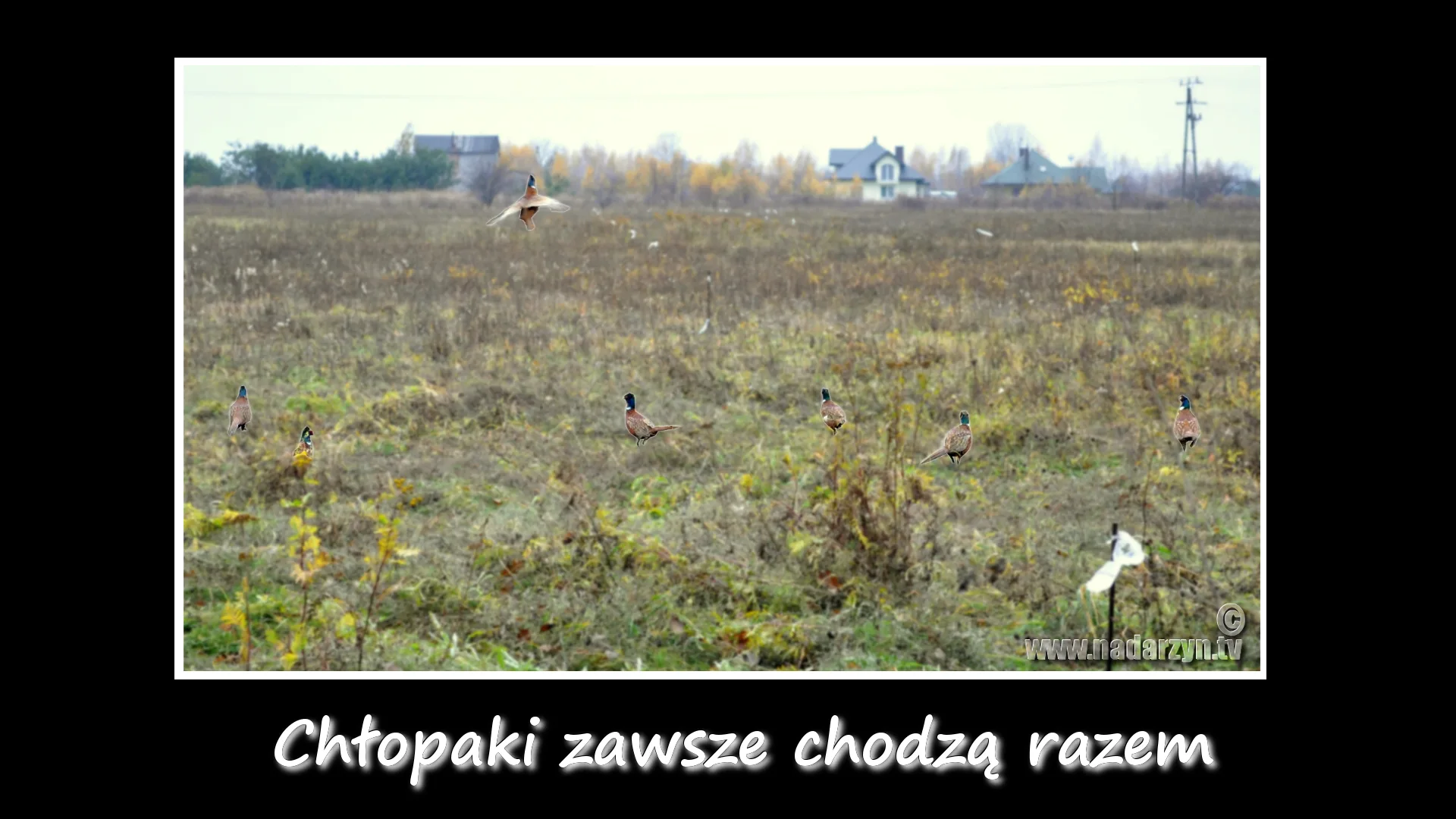 Chłopaki zawsze chodzą razem