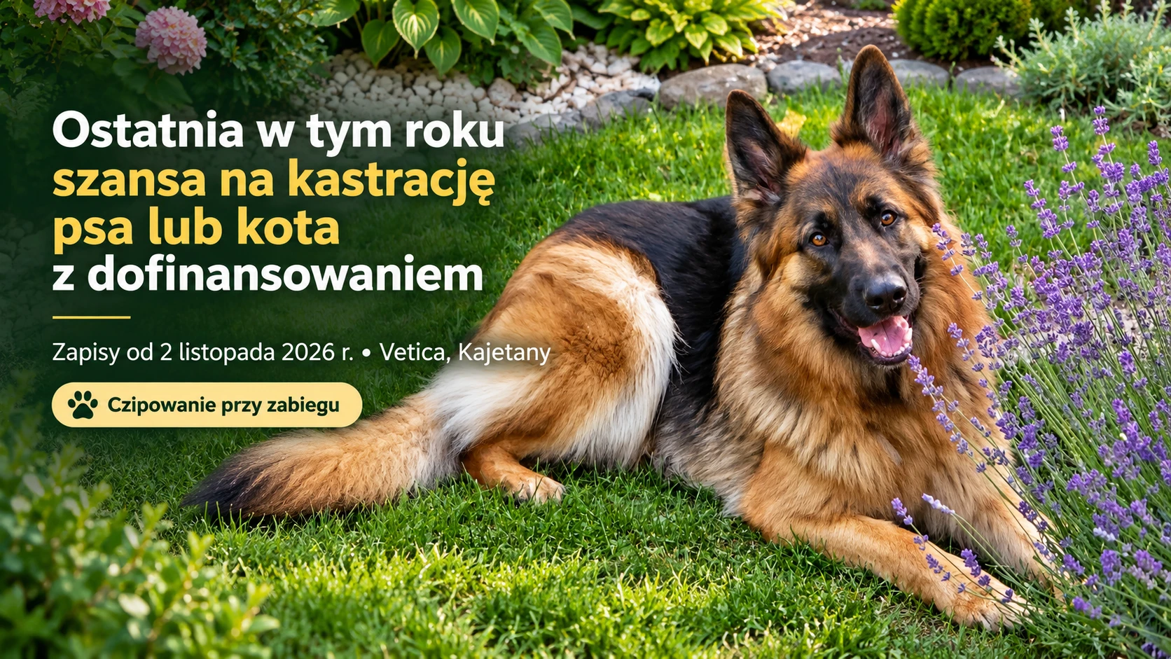 Ostatnia w tym roku szansa na kastrację psa lub kota z dofinansowaniem. W programie są też wyjątki